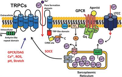 Role of Transient Receptor Potential Canonical Channels in Heart Physiology and Pathophysiology